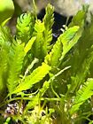 Marine Macro Algae / Seaweed / Marine Plant Caulerpa mexicana