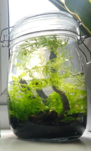 Self Sustaining Ecosphere Ecosystem Live Plants - Picture 1 of 3