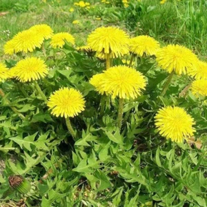 2000 X TRUE WILD & CLEAN!Dandelion SEEDS *Taraxacum Officinale *Medicinal Herb - Picture 1 of 7