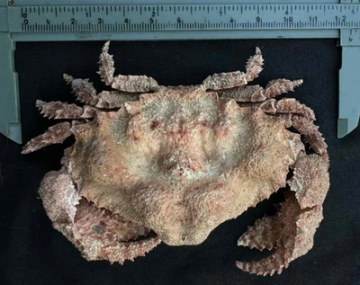 CRABS/Deep sea crab species preserved dried crabs EXTRA BIG SIZE 125MM!!!! - Image 1 of 4