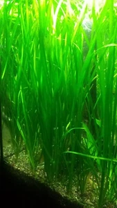 Vallisneria Italian Tiger - Dozen (12) plants - Picture 1 of 1