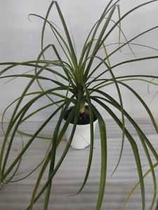 Pony Tail Palm 12 to 14 inches tall With Free Shipping - 1 PLANT - Picture 1 of 2