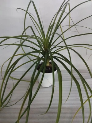Pony Tail Palm 10 to 12 inches tall With Free Shipping - 1 PLANT - Image 1 of 2