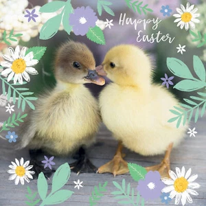 Easter 5 Card Pack - Easter Chick - Picture 1 of 1