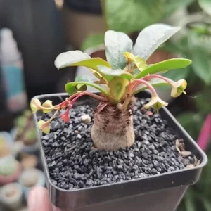 Euphorbia ramena schöne Sukkulenten Kaktus Gartendeko Boutique 1 Stück - Bild 1 von 6