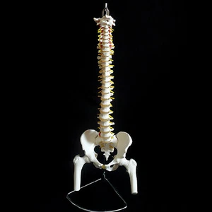 Human Vertebral Column with Pelvis and Femur Heads Anatomical Medical Model - Picture 1 of 3