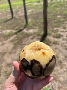 Septarian Orb Sphere Crystal Dragon Stone 982kg, Comes with Stand - Picture 1 of 5