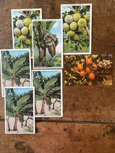 Vintage Fruits Of Florida Postcards Lot of 6 Unused 1 Posted - Picture 1 of 6