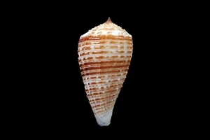Seashells- Conus rolani "Rolan's cone - 47mm - Picture 1 of 3