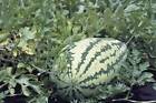 Watermelon Seed, Jubilee , Heirloom, 500 Seeds, Large, Sweet N Delicious