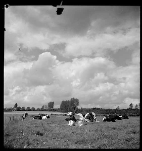 Vaches champ campagne agriculture élevage - Ancien négatif photo an. 1940 - Picture 1 of 1