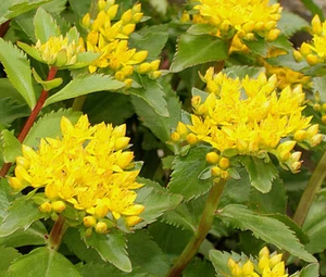 SEDUM AIZOON STONECROP Sedum Aizoon - 200 Bulk Seeds - Picture 1 of 1