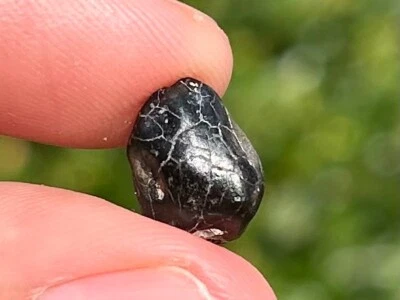 RARE Iguanodon Dinosaur Tooth Fossil Hastings UK Cretaceous Age Dino Teeth - Image 1 of 4