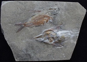 Coccodus 94 Crusher Fish +Nematonotus Budget Specimen Cretaceous Fossils Lebanon - Picture 1 of 4