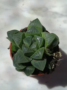 Haworthia retusa Planta Suculenta 5,5 cm Ø Cactus Aloe Sedum Agave - Imagen 1 de 4
