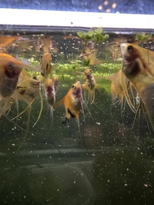 5 Koi Angelfish – Veil Traits - Picture 1 of 4