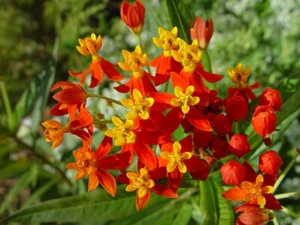 75+ BLOOD FLOWER MILKWEED BUTTERFLY WEED SEEDS FRESH FOR YOUR FLOWER GARDENS - Picture 1 of 10