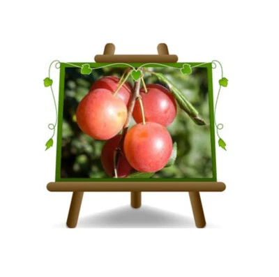 EURO PLANTS VIVAI Susini Mirabolano 29C pianta da frutto in vaso 20 cm portainnesto