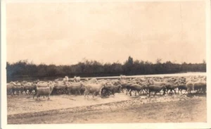 1930s RPPC Real PhotoTX Postcard A Study By Gandara El Paso Texas Sheep - Picture 1 of 2