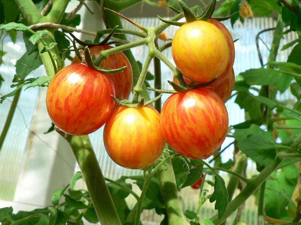 Cocktailtomaten Sunrise Bumblebee Tomaten 10+ Samen Bio - frische Ernte 2025 - Bild 1 von 2