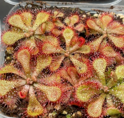 Seeds-Drosera Spatulata, Spoon Leaf Sundew. Carnivorous Plant Seeds - Image 1 of 4