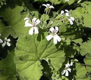 PELARGONIUM ODORANT ODORATISSIMUM - Imagen 1 de 1