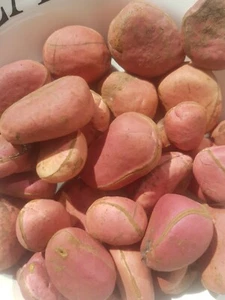 Kola nut, bissy nut, cola nut ( VERY FRESH)1000g/£40.50 - Picture 1 of 3