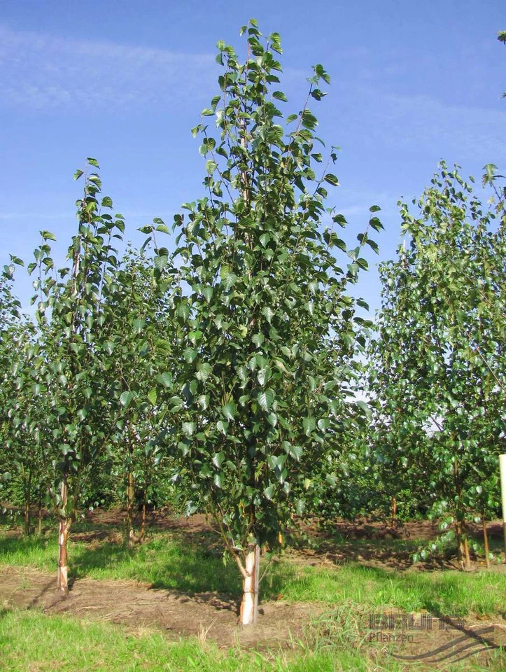 15+ Chinese Red Birch Betula Tree Seeds / Perennial / Long Lasting / Deciduous - Image 1 of 1