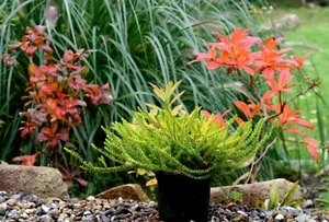 Immergrüner Bodendecker Empetrum nigrum 'Bernstein' – Krähenbeere 10-15 cm P0,5 - Bild 1 von 4