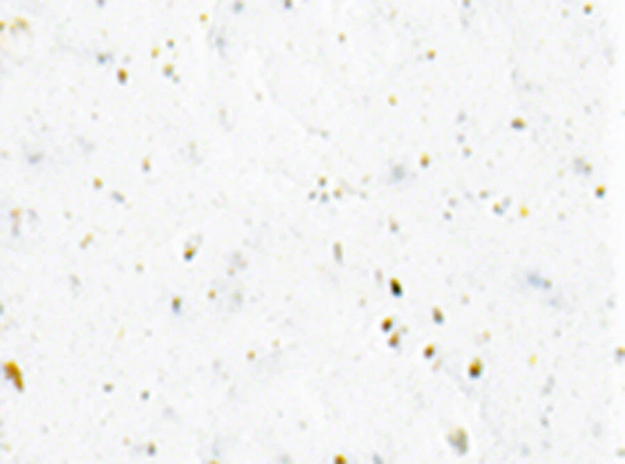 Cinelli Gel Ribbon Handlebar Tape - White - Image 1 of 1