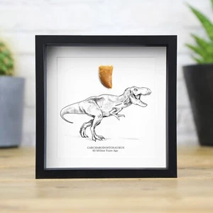 Diente de carcharodontosaurus africano e ilustración fósil de dinosaurio T-Rex real - Imagen 1 de 4