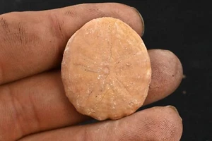 Oursin fossile Rotuloidea Fimbriata Maroc Eocene sand dollar 33mm - Picture 1 of 4