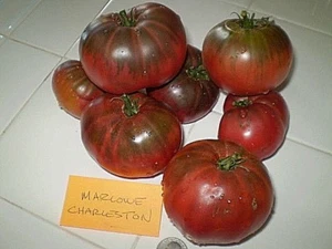 Semi di pomodoro cimelio Marlowe Charleston non OGM GRANDE FONTE DI LICOPENE ROSA SCURO - Foto 1 di 12