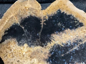 Z~ Indonesian Palm Root Faced Rough 4 Lbs - Picture 1 of 6