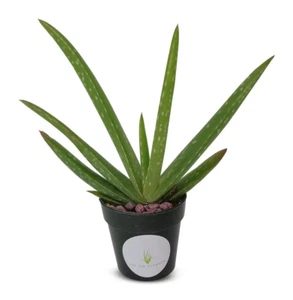 Live Aloe Vera 5"-6"+ Live Potted Aloe Succulent Houseplant 2" Pot - Picture 1 of 2