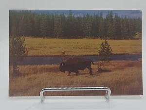 1955 Vintage Haynes Kodachrome Bison Buffalo Nez Perce Creek Yellowstone Farbe  - Bild 1 von 2
