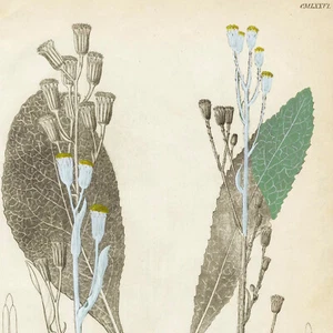 1834 REICHENBACH FLORA Hand-Colored Engraving, SENECIO THAPSOIDES - Picture 1 of 5