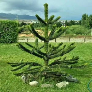 Araucaria Araucana Monkey Puzzle Tree Plant 15-20 cm in Pot Garden Tree - Picture 1 of 2