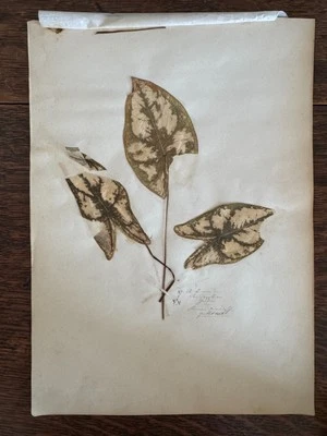 Antique Herbarium Dried Plant Ivy Caladium France Dated 1863 8x12 OOAK - Image 1 of 4
