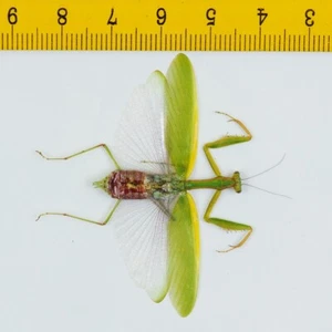 MANTIS - Anaxarcha sp (weiblich) - Cameron Highlands - MALAYSIA - 8580 - Bild 1 von 1