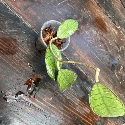 Rare Hoya Gunung Gading Splash  - Very Uncommon - Exact Plant “B” - Image 1 of 4