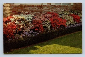 Azaleas In Full Bloom McComb Mississippi Postcard Unposted - Picture 1 of 2