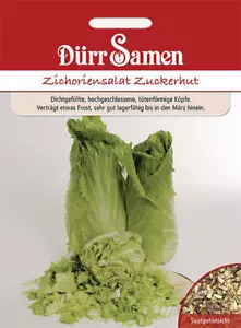 Zichoriensalat Zuckerhut Samen von Dürr Samen Zichorie Salat ca 500 Korn - Bild 1 von 1