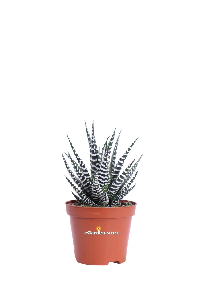 Pianta di Haworthia Fasciata vera succulenta grassa ornamentale arredo interno - Immagine 1 di 1