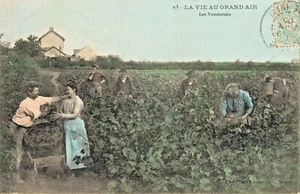 C.P.A / THÈME / les vendanges - Imagen 1 de 2
