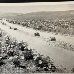 Amapolas de California RPPC - campo de amapola foto real postal - Imagen 1 de 3