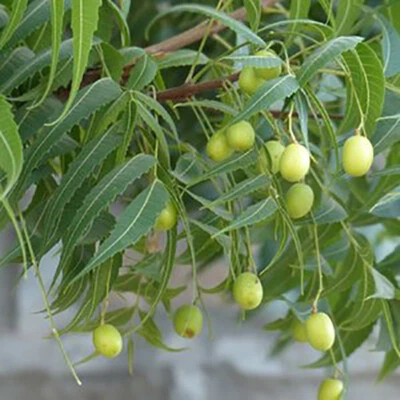 Neem tree, Azadirachta indica 5 Semi