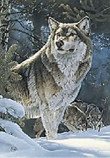 WOLF FAMILY ON SNOW MOUNTAIN  - 3D FLIP PICTURE 300mm X 400mm (NEW)