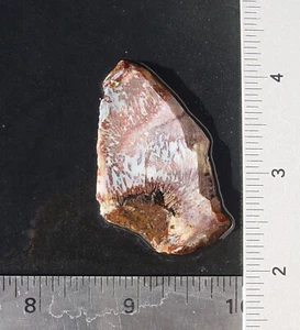 Losa lapidaria de ágata de palma T1161 - Imagen 1 de 10