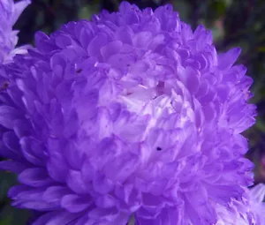 ASTER GREMLIN VIOLET DOUBLE Callistephus Chinensis - 20 Seeds - Picture 1 of 1